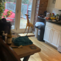 Room for rent in West Village #6