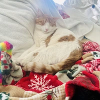 Looking for a roommate in Outer Denver - Denver