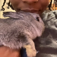 Looking for a roommate in Boston, Metro Area, South Shore - Boston