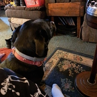 Looking for a roommate in South Charlotte, West Charlotte - Charlotte