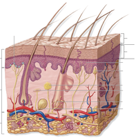 Looking for a roommate in Manhattan - New York