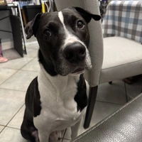 Buscando compañero de cuarto en North Tampa, East Tampa - Tampa