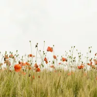 Buscando compañero de cuarto en Central Tampa, North Tampa, South Tampa, West Tampa, East Tampa, Clearwater-St. Petersburg - Tampa