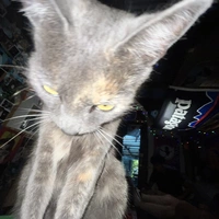 Buscando compañero de cuarto en San Francisco - San Francisco