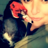 Looking for a roommate in SE Portland - Portland