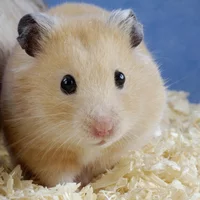 Buscando compañero de cuarto en York Region, North York - Toronto