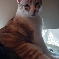 Room for rent in Sharpstown - Sw Houston, Houston