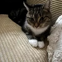 Room for rent in Ridgewood - Queens, New York