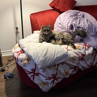 Looking for a roommate in Manhattan - New York