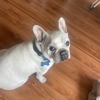 Looking for a roommate in Manhattan, Brooklyn - New York