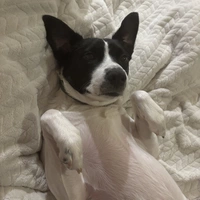 Looking for a roommate in Outer VA, Inner VA - Washington DC