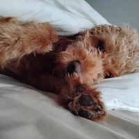 Looking for a roommate in Manhattan, Brooklyn - New York