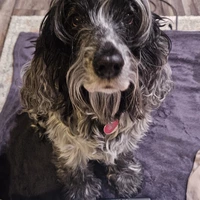 Buscando compañero de cuarto en Central Indy, North Indy, NE Indy - Indianapolis