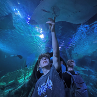 Buscando compañero de cuarto en Sw Dallas - Dallas