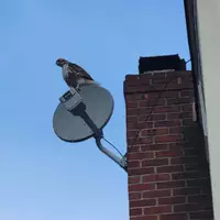 Room for rent in Crown Heights - Brooklyn, New York