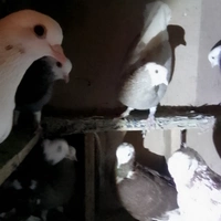 Room for rent in Crown Heights - Brooklyn, New York