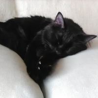 Looking for a roommate in NE Portland, SE Portland - Portland