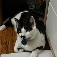 Buscando compañero de cuarto en Queens - New York