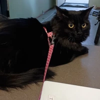 Looking for a roommate in North Portland, NW Portland, SW Portland, NE Portland, SE Portland, East Portland - Portland