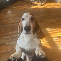 Room for rent in Harlem - Manhattan, New York