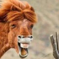 Looking for a roommate in Downtown TO, Midtown TO - Toronto