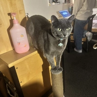 Looking for a roommate in NE DC, NW DC, SE DC - Washington DC