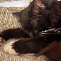 Buscando compañero de cuarto en Brooklyn - New York