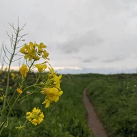 Looking for a roommate in Santa Cruz - San Francisco