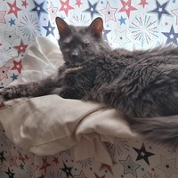 Looking for a roommate in Providence, Bristol County, Newport, Kent County, Washington County - Rhode Island