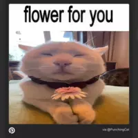 Looking for a roommate in Broward County, Palm Beach County - Miami