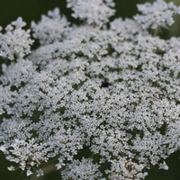 Looking for a roommate in Manhattan, Brooklyn, Queens, Jersey City / Hoboken - New York