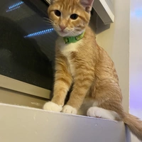 Looking for a roommate in Durham Region - Toronto