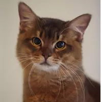 Looking for a roommate in Boston - Boston