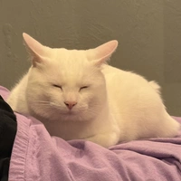 Looking for a roommate in San Francisco, East Bay - San Francisco