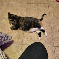 Looking for a roommate in Manhattan, Queens, The Bronx - New York