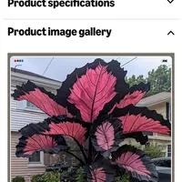 Looking for a roommate in Central, Far North Side - Chicago