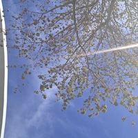 Looking for a roommate in Inner Loop, Nw Houston, Sw Houston, West Houston - Houston