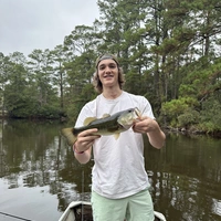 Looking for a roommate in North Austin - Austin