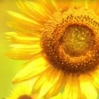 Looking for a roommate in Manhattan, Brooklyn, Queens, The Bronx, Jersey City / Hoboken - New York