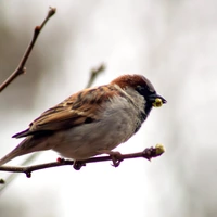 Looking for a roommate in Manhattan, Brooklyn, Jersey City / Hoboken - New York