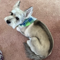 Looking for a roommate in KCMO - Kansas City