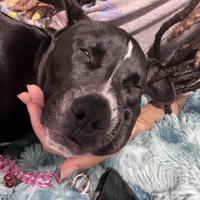 Looking for a roommate in KCMO, Outer KCMO - Kansas City