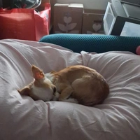 Looking for a roommate in North Denver, West Denver, Outer Denver - Denver