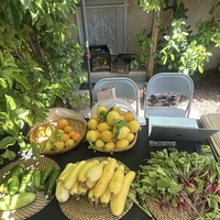 Looking for a roommate in Central Los Angeles - Los Angeles
