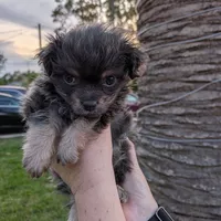 Buscando compañero de cuarto en Broward County - Miami