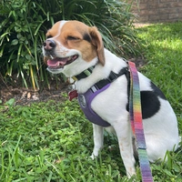 Looking for a roommate in Central Orlando, South Orlando, East Orlando - Orlando
