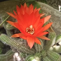 Buscando compañero de cuarto en Central Los Angeles, Westside / South Bay, San Fernando Valley - Los Angeles