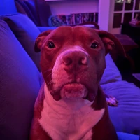Looking for a roommate in Central Atl, East Atl, North Atl - Atlanta