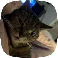 Looking for a roommate in Central Charlotte, North Charlotte, South Charlotte - Charlotte