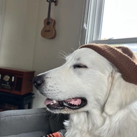 Looking for a roommate in Bde Maka Ska-Isles, Central Minneapolis, Longfellow, Nokomis, Northeast, Powderhorn - Minneapolis